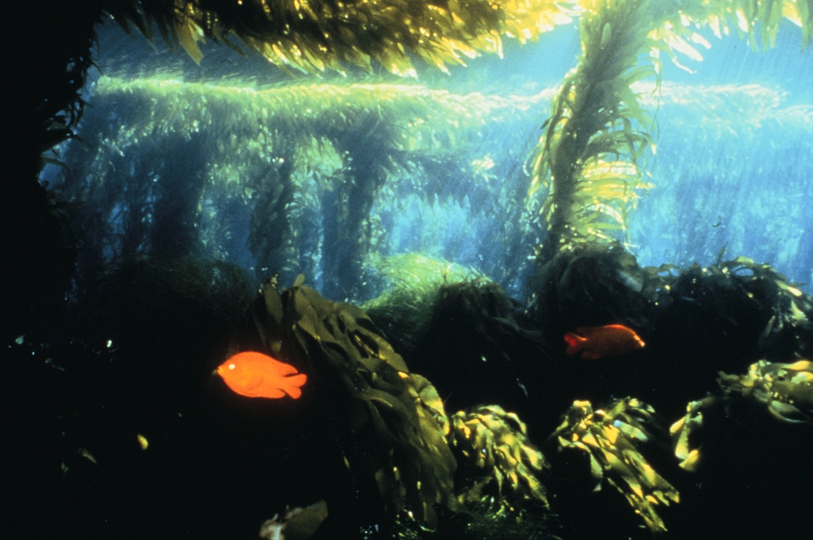 Kelp Forest