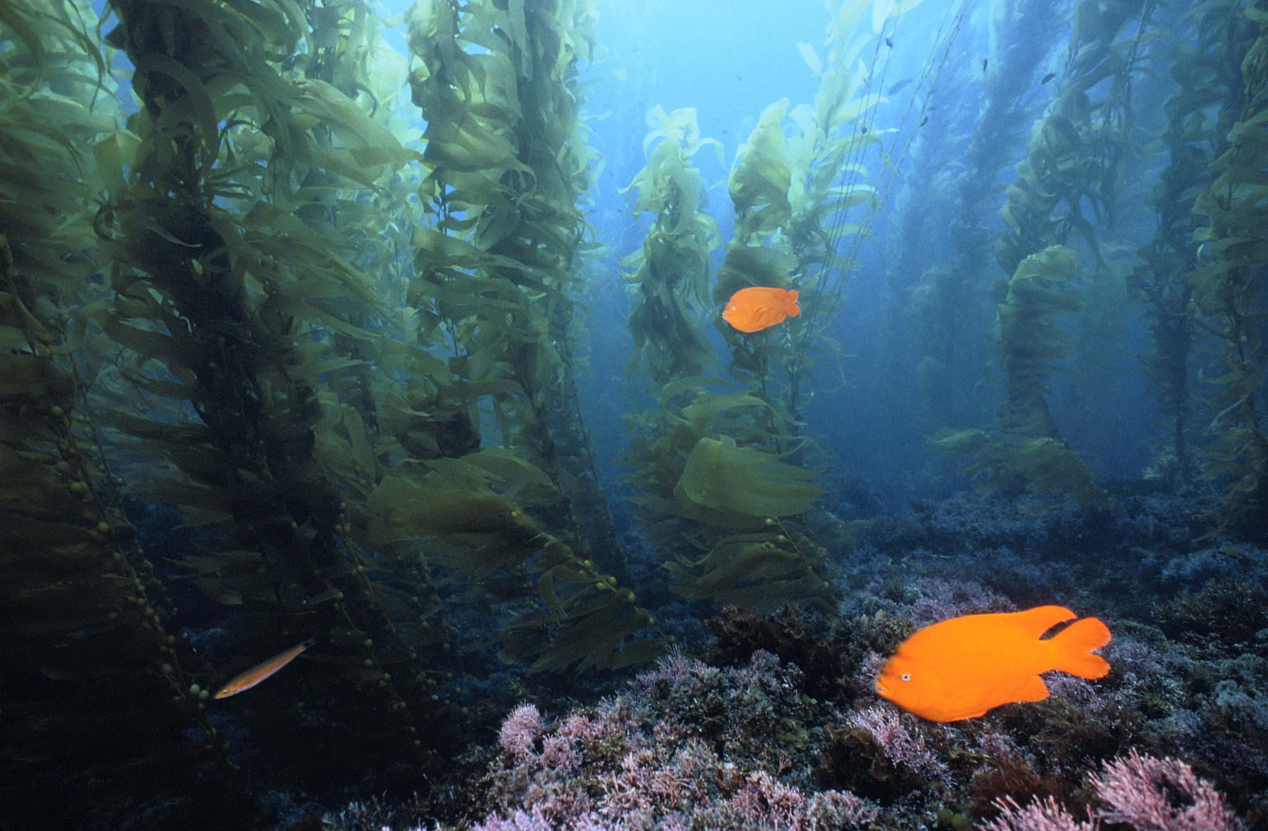 Garibaldi in the kelp forest